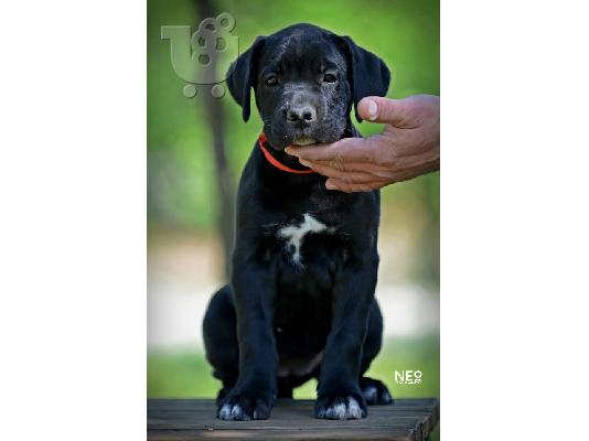 Cane Corso
